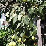 Gemuetliche Andrea In Opatija By Interhome